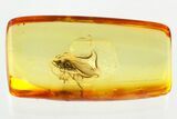 Detailed Fossil Dagger Fly (Empididae) In Baltic Amber #346627-1